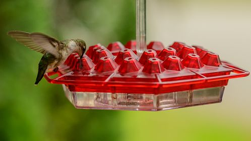 Shirem Hummingbird Feeder